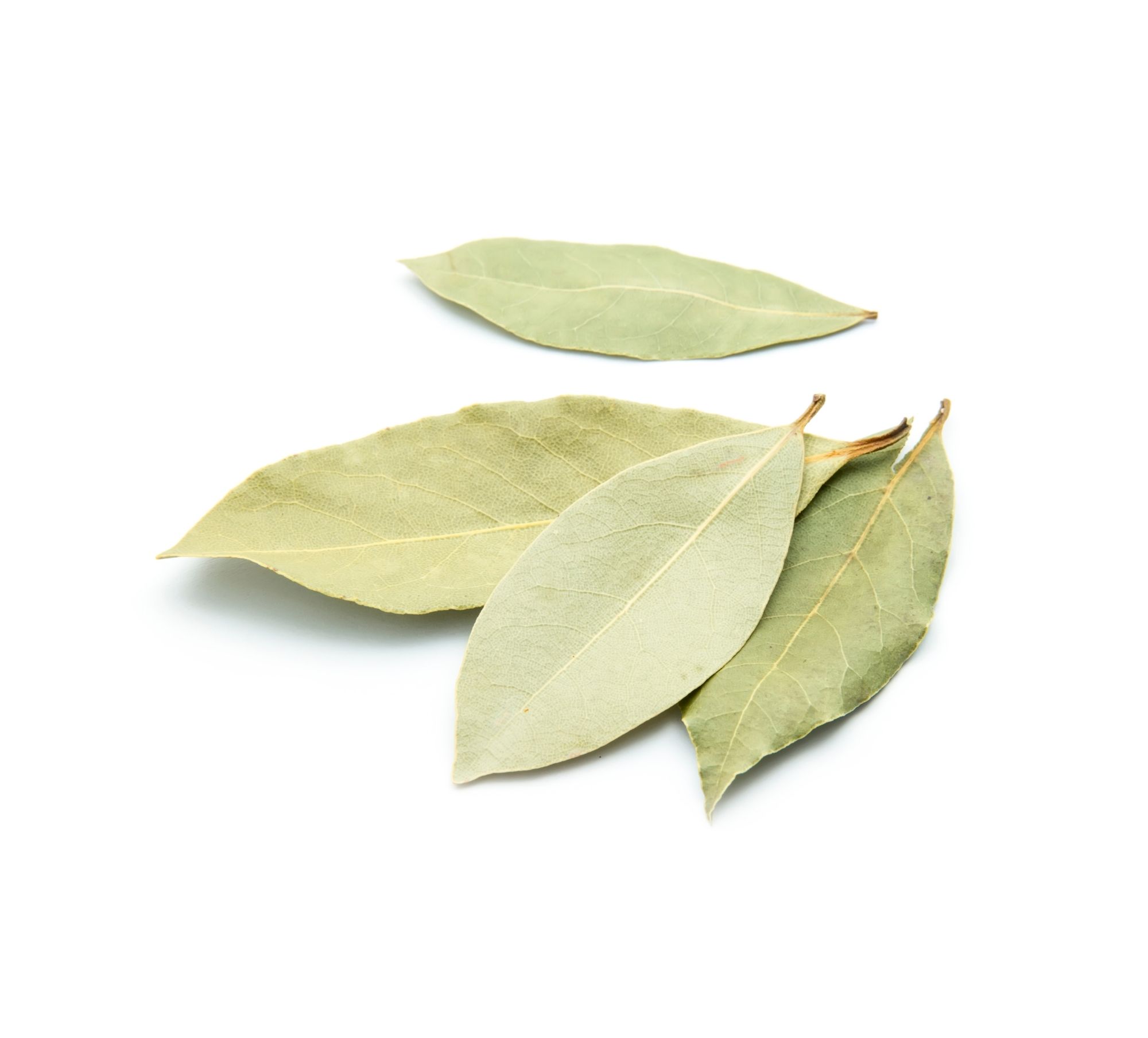 Dried Turkish bay leaves — Mediterranean